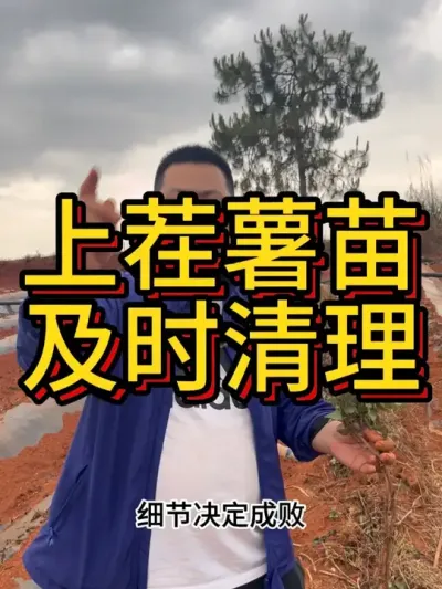 重茬地上的红薯苗要及时清理干净#农业种植 #红薯种植 #红薯种植技术 #农业技术推广 #三农