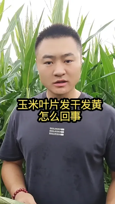 玉米上面爆发红蜘蛛还用不用打？#病虫害防治#关注我每天分享农业知识#肥料#玉米种植#三农种植
