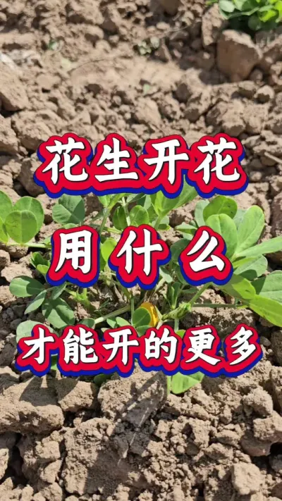 花生开花期用什么才能让花生开花更多。#花生种植 #花生高产 #种花生 #花生种植管理技术 #花生高产种植技术