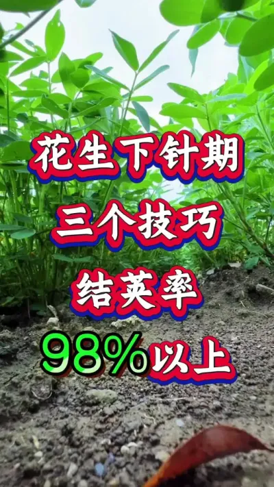 ɽ98%#ݪֲ #߲ #ֻ #ݪֲ #߲ݪֲ
