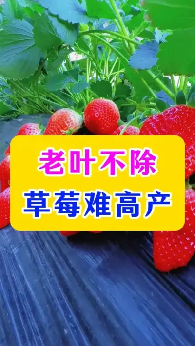 老叶不除，草莓难高产#草莓管理 #草莓种植 #农业技术推广 #种植小技巧 
