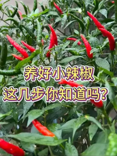 养好小辣椒，这几步你知道吗？#小辣椒 #辣椒种植 #养花小知识 #养花人的乐趣 #花卉绿植