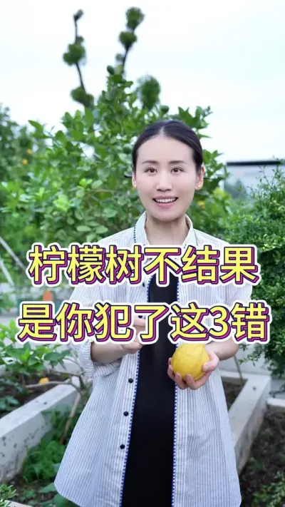 柠檬树光长叶子不结果，是你犯了这三错#柠檬树养护 #柠檬树怎么养 #养花小知识#养花人的日常 #花卉绿植盆栽