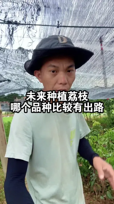 未来种植荔枝，哪个品种比较有出路呢？ #桂味荔枝 #仙进奉荔枝 #果苗供应