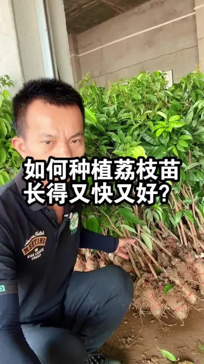 如何种植荔枝苗，长得又快又好？ #果树种植 #荔枝苗 #桂味荔枝 #仙进奉荔枝
