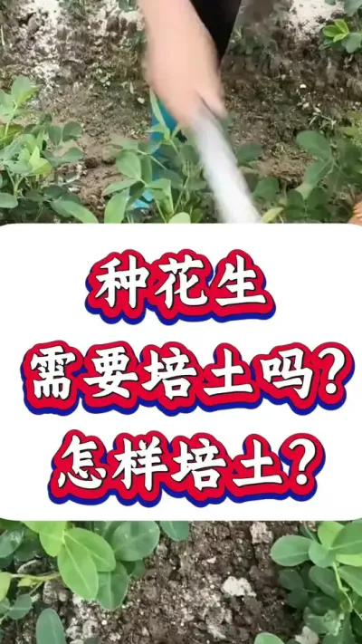 种花生需要培土吗？又应该怎么培土？什么时间培土呢？#花生种植 #花生高产 #种花生 #花生种植管理技术 #花生高产种植