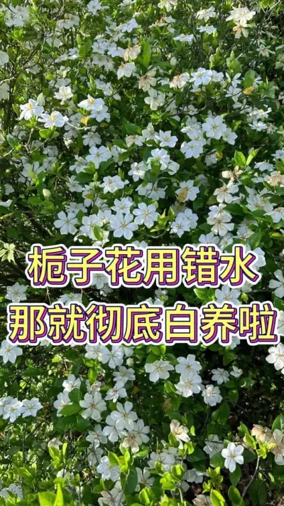 栀子花用错水，那就彻底白养了#栀子花养护 #栀子花 #花卉绿植 #养花小知识 #养花人的乐趣