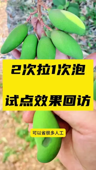 小金煌2次拉长1次泡果和爱村效果回访 #果树种植 #拉长膨大靓果技术 #服务三农支持三农