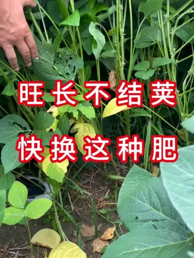 记住尿素不能乱追 #三农流量扶持计划  #大豆种植  #抖音助农  #农业植保知识分享  #农业种植