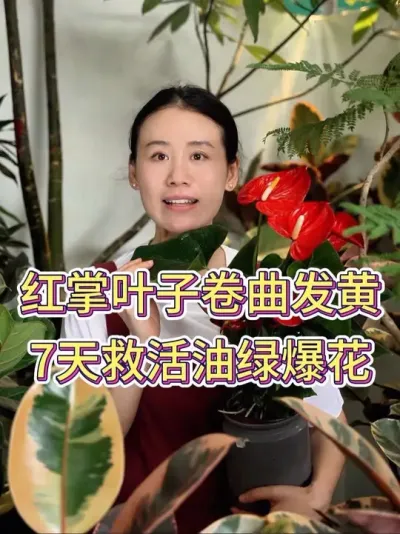 红掌叶子卷曲发黄，7天救活油绿爆花#红掌 #红掌盆栽 #红掌养护 #养花小知识 #花卉绿植