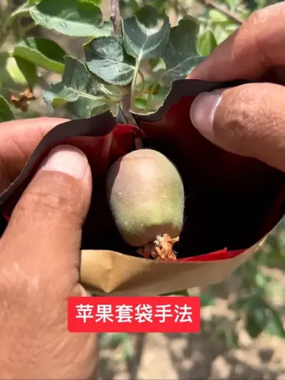#新农人计划2025 #果园管理 #果树管理 #病虫害防治 #抖音助农