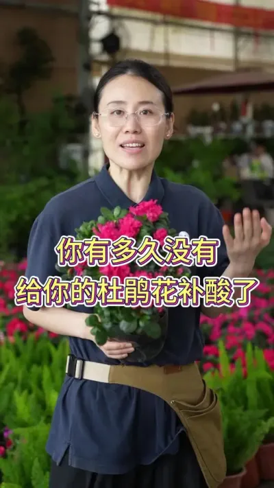 你有多久没有给你的杜鹃花补酸了#养花小知识 #养花人的乐趣 #杜鹃花 #杜鹃花海抖出精彩 #花卉绿植