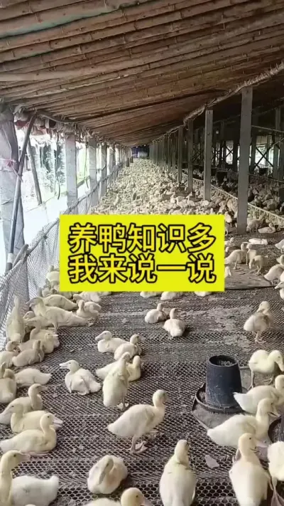 #肉鸭养殖 #养鸭人  #养鸭技术 #禽病防治 #养殖