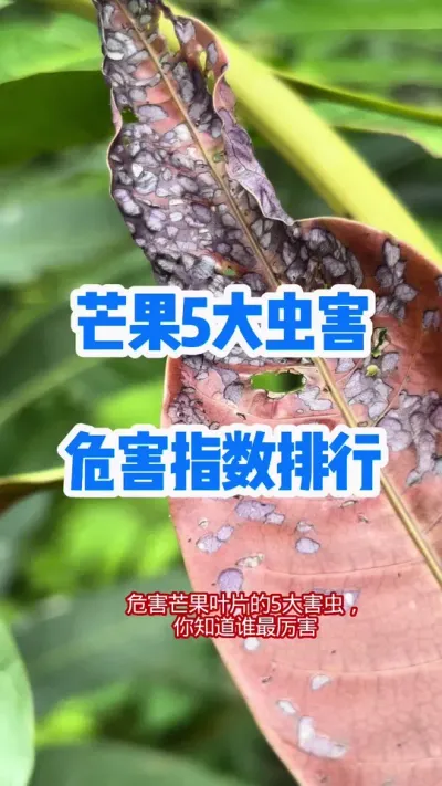 危害芒果叶片5大害虫，你知道谁最厉害 #芒果病虫害防治 #蚧壳虫 #农业种植技术