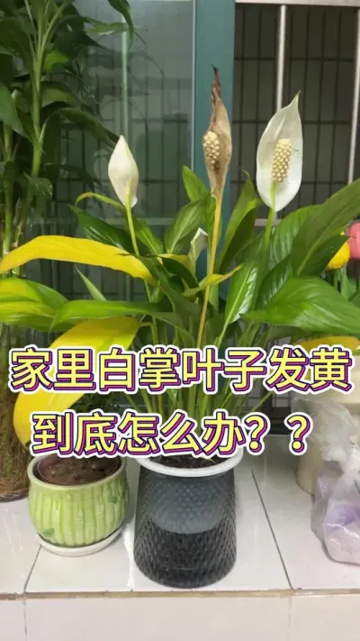 家里白掌叶子发黄，到底怎么办#白掌又叫一帆风顺 #白掌养护知识 #养花小知识 #养花人的乐趣 #花卉绿植