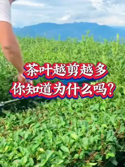 #茶树修剪 #茶树种植 #茶园管理 #抖音助农扶农