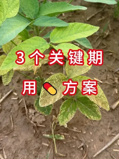 今年虫害猖狂，一喷三防实测 #三农流量扶持计划 #大豆种植 #抖音助农 #农业种植 #农业植保知识分享