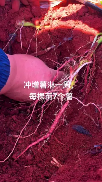 越挖越开心😄#红薯种植 #农技知识分享 #农业种植 #节点施肥 #增薯淋