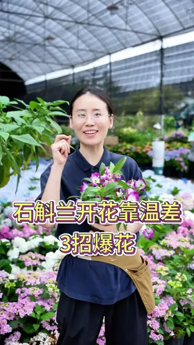 石斛兰开花靠温差，3招爆花#养花人的乐趣 #养花小知识 #石斛兰种植 #石斛兰 #花卉绿植