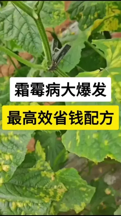 霜霉病大爆发，最高效省钱配方 #黄瓜种植技术 #黄瓜种植 #黄瓜种植技巧 #黄瓜霜霉病 #服务三农支持三农