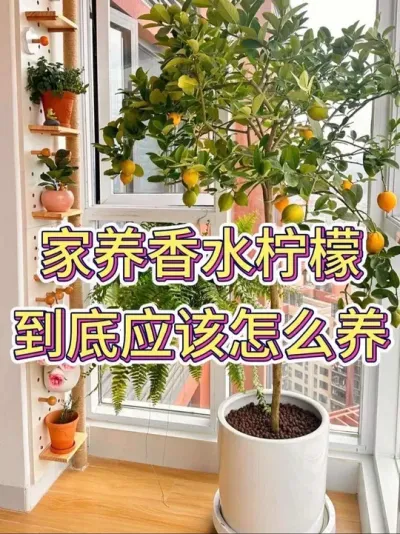 ˮʾӦô#ˮ #ˮݪֲ #ֲ #С֪ʶ #˵Ȥ