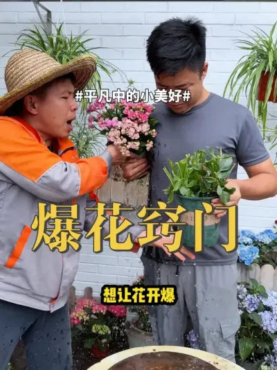 爆花窍门 #植物 #养花 #开花 植物开花都是有诀窍的，你就像我这样做