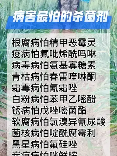 病害最怕的杀菌剂#农业种植 #三农 #种植小技巧