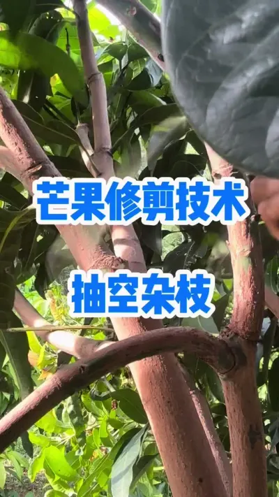 芒果树修剪技术，抽空交叉枝，隐蔽枝，下垂枝，病枝 #果树管理 #修剪 #芒果修剪
