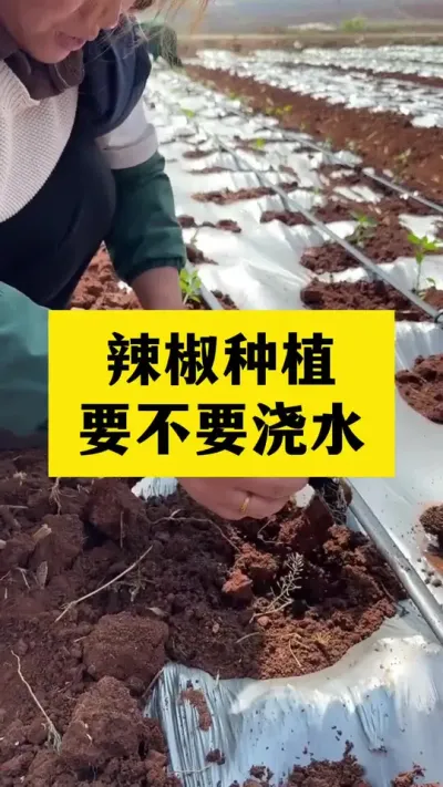 辣椒种植到底什么时候浇水 #辣椒管理 #农业植保 #三农种植 #辣椒种植