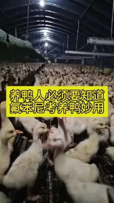 #鸭子 #养鸭人 #养殖 #养殖技术 #三农