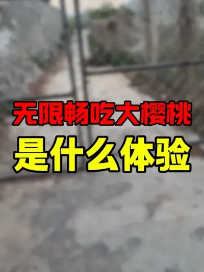 无限畅吃大樱桃车厘子#采摘樱桃 #又到了炫樱桃的季节 #车厘子大樱桃