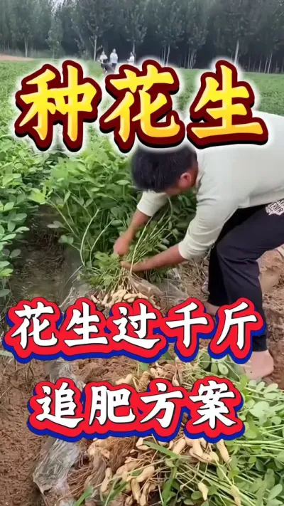 种花生亩产过千斤，追肥方案。#花生种植 #花生高产 #种花生 #花生种植管理技术 #花生高产种植