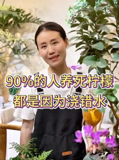 90%的人养死柠檬都是因为浇错水#柠檬树 #香水柠檬种植 #柠檬树养护 #花卉绿植 #养花小知识
