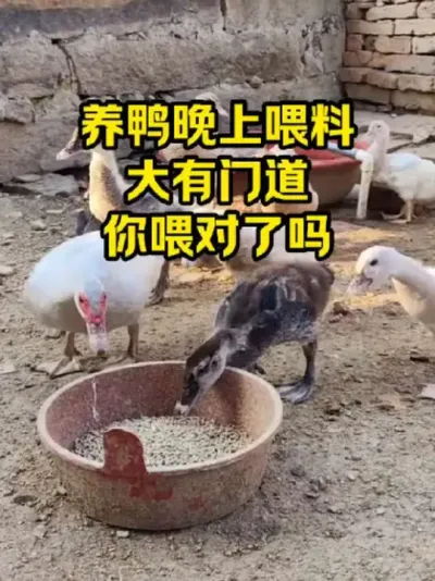 养鹅晚上喂料，大有门道，你喂对了吗#抖音三农#养鸭#养殖