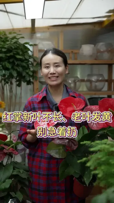 红掌新叶不长，老叶发黄，别急着扔#养花小知识 #红掌盆栽 #红掌养护 #养花人的乐趣 #花卉绿植
