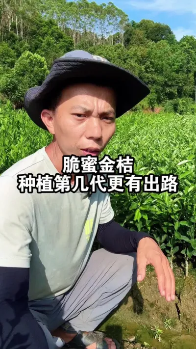 脆蜜金桔，种植第几代更有出路呢？谈谈我的看法 #脆蜜金桔 #金桔 #融安金桔