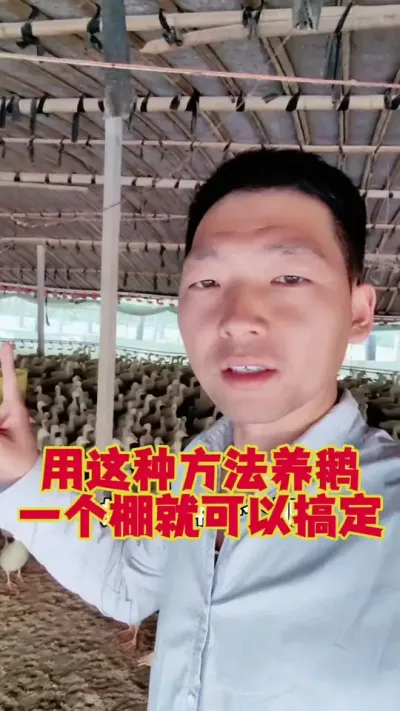 用这种方法养鹅，一个棚也能从出壳养到出栏#养鹅 #养鹅技术 #狮头鹅 #鹅苗#养鹅人