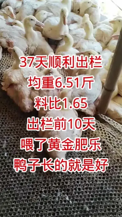 37天顺利出栏，均重6.51斤，料比1.65，出栏前10天喂了 #黄金肥乐 鸭子长的就是好 #肉鸭养殖 #鸭子 #养殖技术 #养鸭人