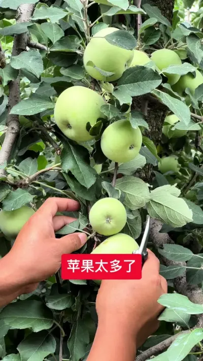 #新农人计划2025 #病虫害防治 #果树管理 #果树种植 #果树修剪