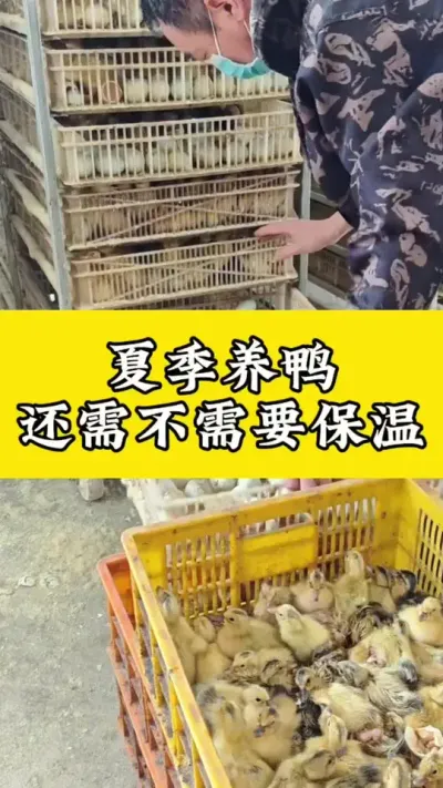 夏季养鸭，还需不需要保温#养鸭人 #养鸭技术 #养鸭流程 #养鸭技术分享 #养鸭人