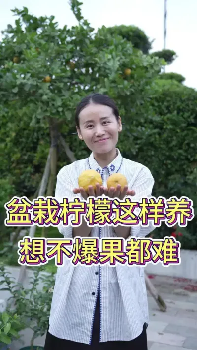 盆栽柠檬这样养，想不爆果都难#柠檬树怎么养 #柠檬树苗 #花卉绿植 #养花小知识 #养花人的乐趣
