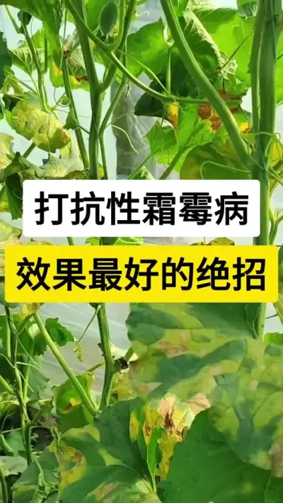 打抗性霜霉病，效果最好的绝招 #黄瓜种植技术 #黄瓜高产种植 #黄瓜 #黄瓜霜霉病 #农业技术推广