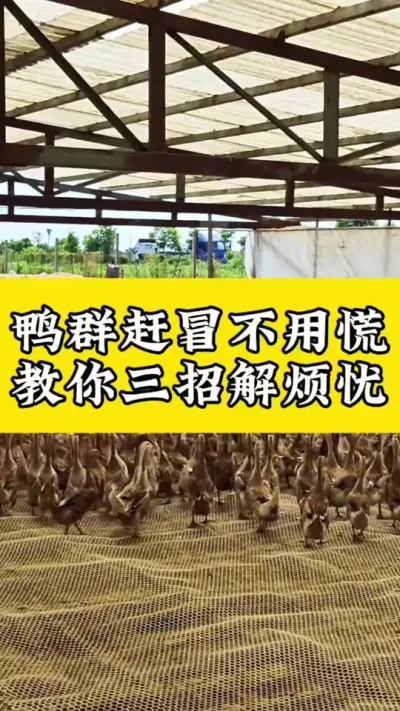 鸭群赶冒不用慌，教你三招解#烦忧#养鸭人 #肉鸭养殖 #养鸭流程 #养鸭技术
