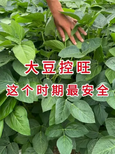 大豆控旺黄金3天！老农都收藏的秘诀在这 #三农流量扶持计划 #农业植保知识分享 #抖音助农 #大豆种植 #农业技术