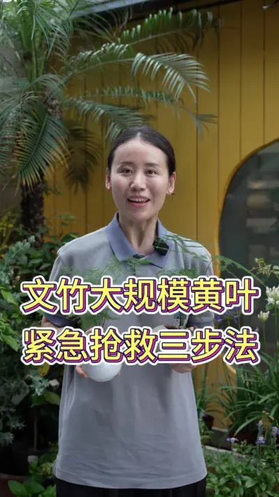 文竹大规模黄叶紧急抢救三步法#文竹 #文竹黄叶 #养花小知识 #养花人的乐趣 #花卉绿植