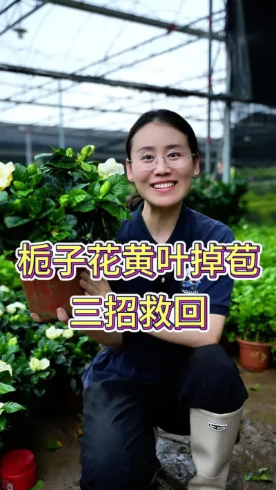 栀子花黄叶掉苞，3招救回#栀子花 #栀子花浇水 #花卉绿植 #养花小知识 #养花人的乐趣