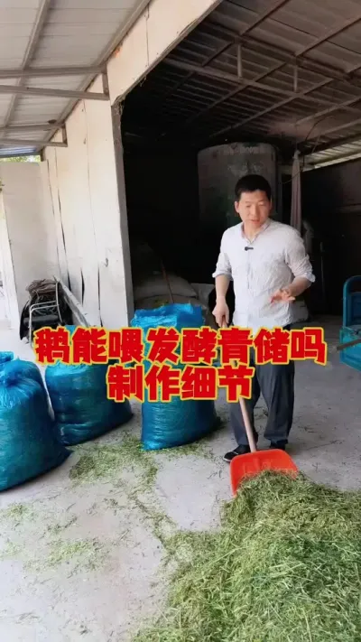 青储喂鹅，该怎么制作？注意细节！#养鹅 #养鹅技术 #鹅苗 #狮头鹅 #养鹅人