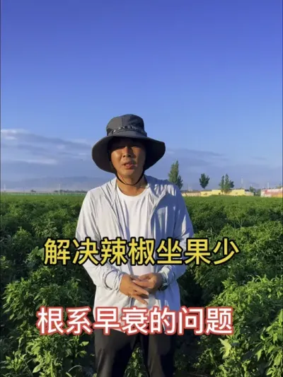 解决辣椒果少和根系早衰的问题#抖音助农扶农 #三农流量扶持计划 #辣椒种植管理#新农人计划#长里美