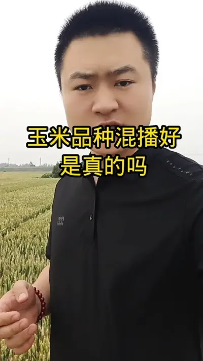 #关注三农支持农业 #病虫害防治#玉米种植#抖音助农#关注三农支持农业 #稳产玉米种子