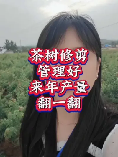 #茶树种植技术与管理 #茶树管理 #抖音助农 #茶树修剪